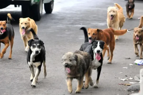 Día Mundial del Perro: por qué se celebra cada 21 de julio