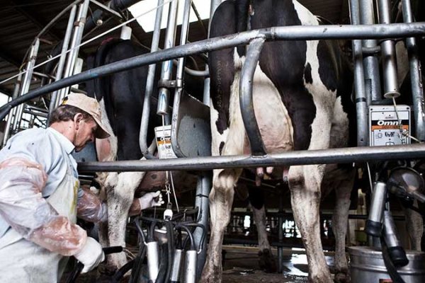 La Provincia lanzó una línea de créditos a tasa cero para el sector tambero