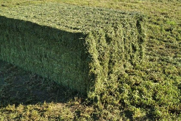 Con foco en la exportación: se viene la primera Jornada de la Cadena Integral de la Alfalfa