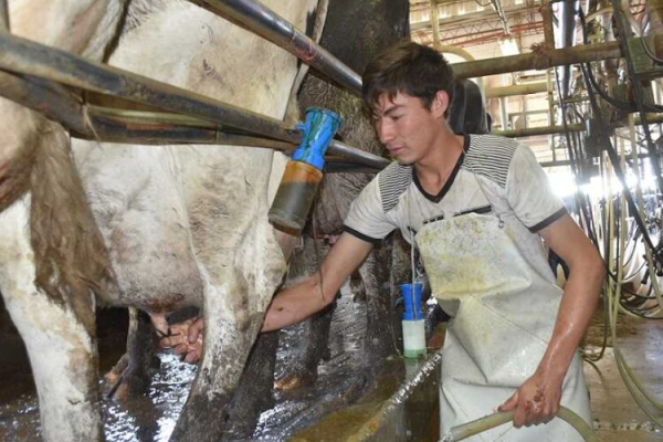 Cuenca lechera de Rafaela: cómo están los tambos en precios y producción respecto a la media nacional