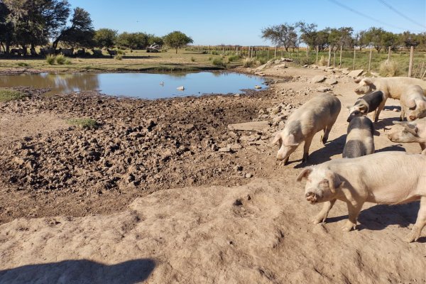 Se aprobó el nuevo Plan Nacional de Prevención y Control de la Triquinosis