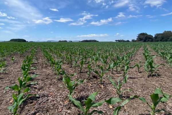 Por la sequía, en Córdoba también cae fuerte la intención de siembra de maíz