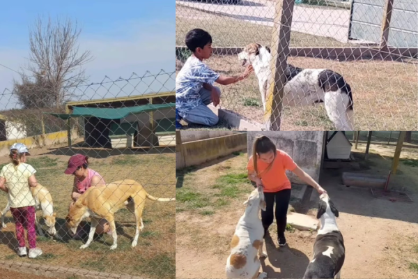 Del abandono a la esperanza: Cómo el REMA y sus voluntarios transforman vidas caninas