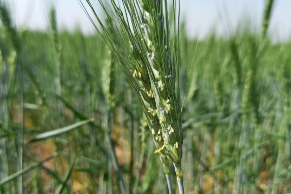 Se agrava la situación por la sequía en la región: el área sembrada de maíz temprano caería 20%