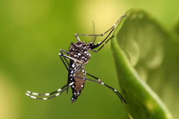 Sunchales: se realizó un “Operativo de Control Focal” en el Barrio 9 de Julio para prevenir enfermedades transmitidas por mosquitos