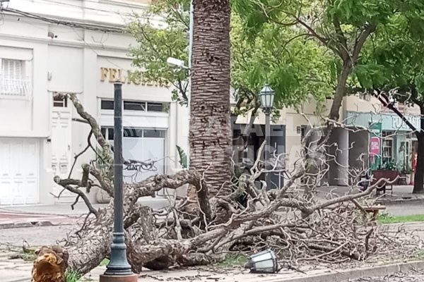 Un árbol caído en cercanías del centro