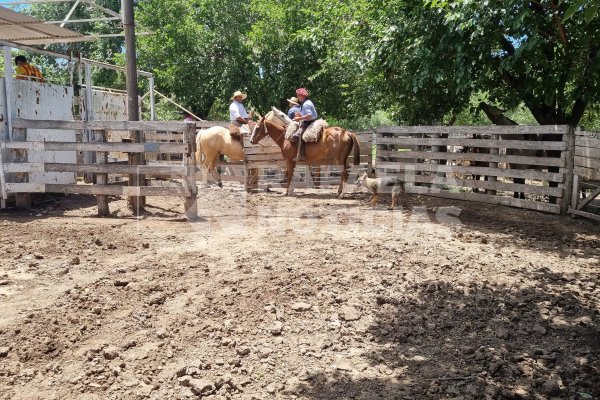 Rafaela reunió a productores en un exitoso remate ganadero de fin de año