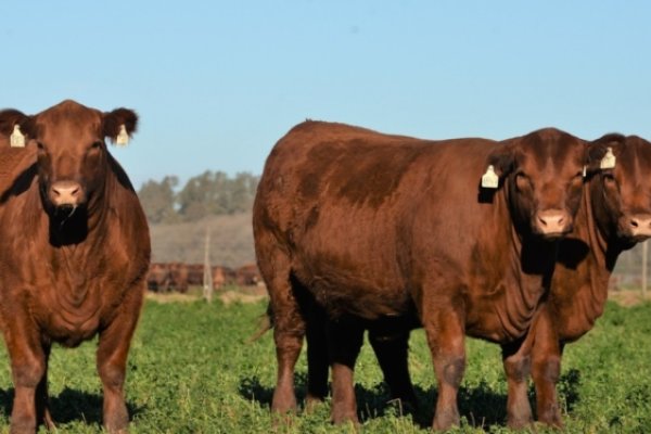 La faena bovina creció un 3,8% en octubre en Santa Fe