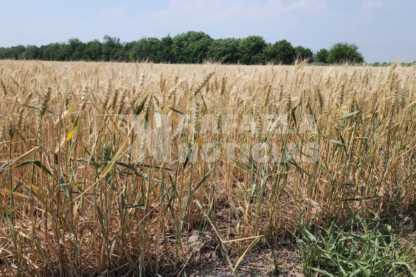 El campo le solicita una audiencia para tratar la crítica situación de los productores agropecuarios