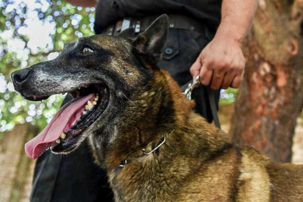 Sección Perros de la Policía de Santa Fe: el rol de los canes en la seguridad santafesina