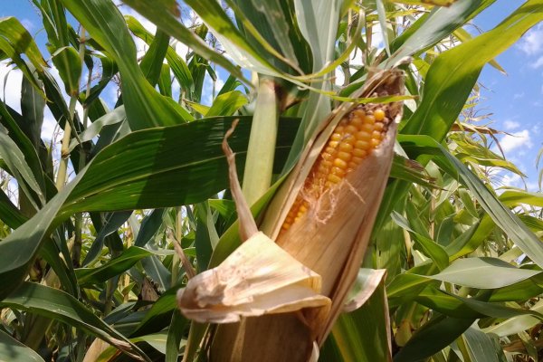 El campo necesita una reducción de la presión impositiva, no sólo de las retenciones