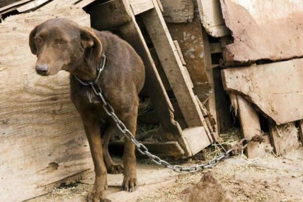 Sensibilización y protección: continúan las acciones para defender a los animales