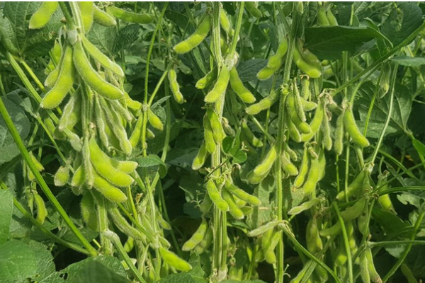 Las lluvias, una bendición para el campo en la región de Rafaela y el Centro Norte provincial